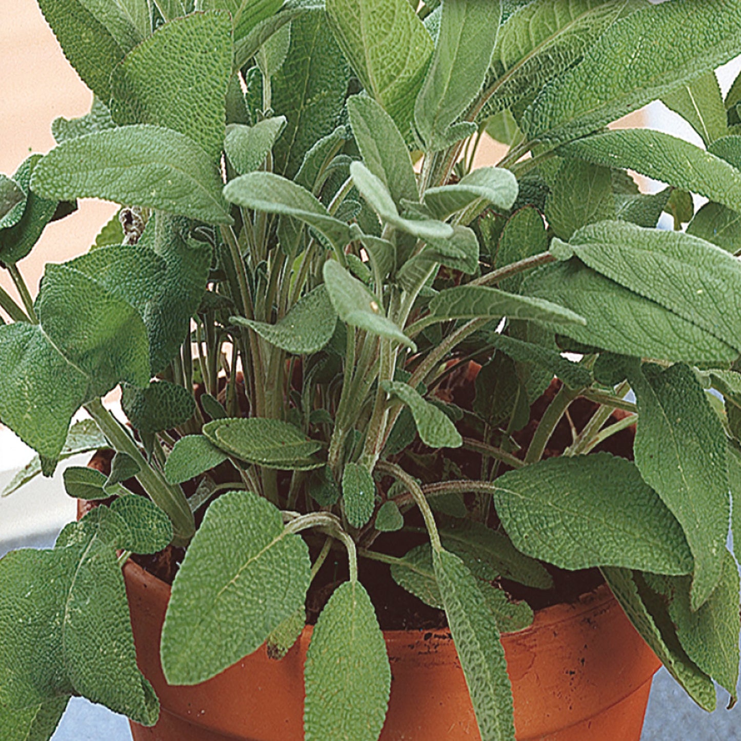 Organic Sage Seeds