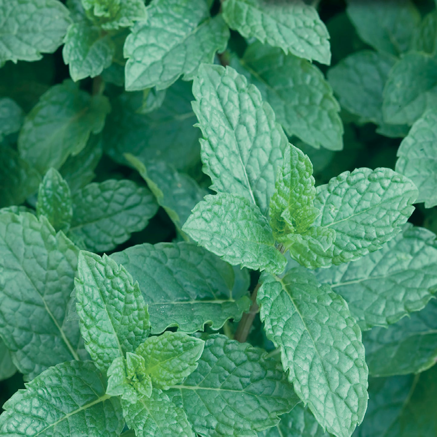 Spearmint Seeds