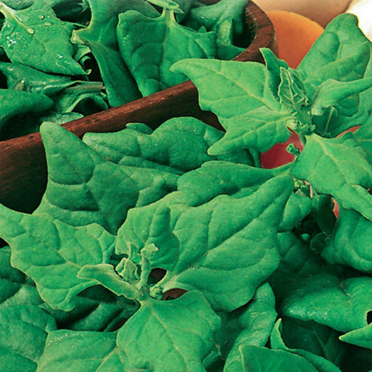 A close-up of leafy green vegetables, likely to be New Zealand spinach.