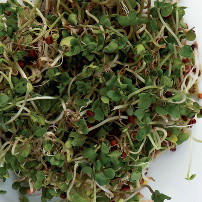 A close-up image of sprouted seeds, showing young green plants with visible roots.