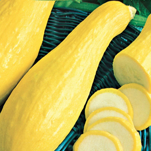 A group of yellow, elongated squash fruits, likely Early Prolific Straightneck, displayed on a blue woven surface with some sliced pieces showing the flesh.