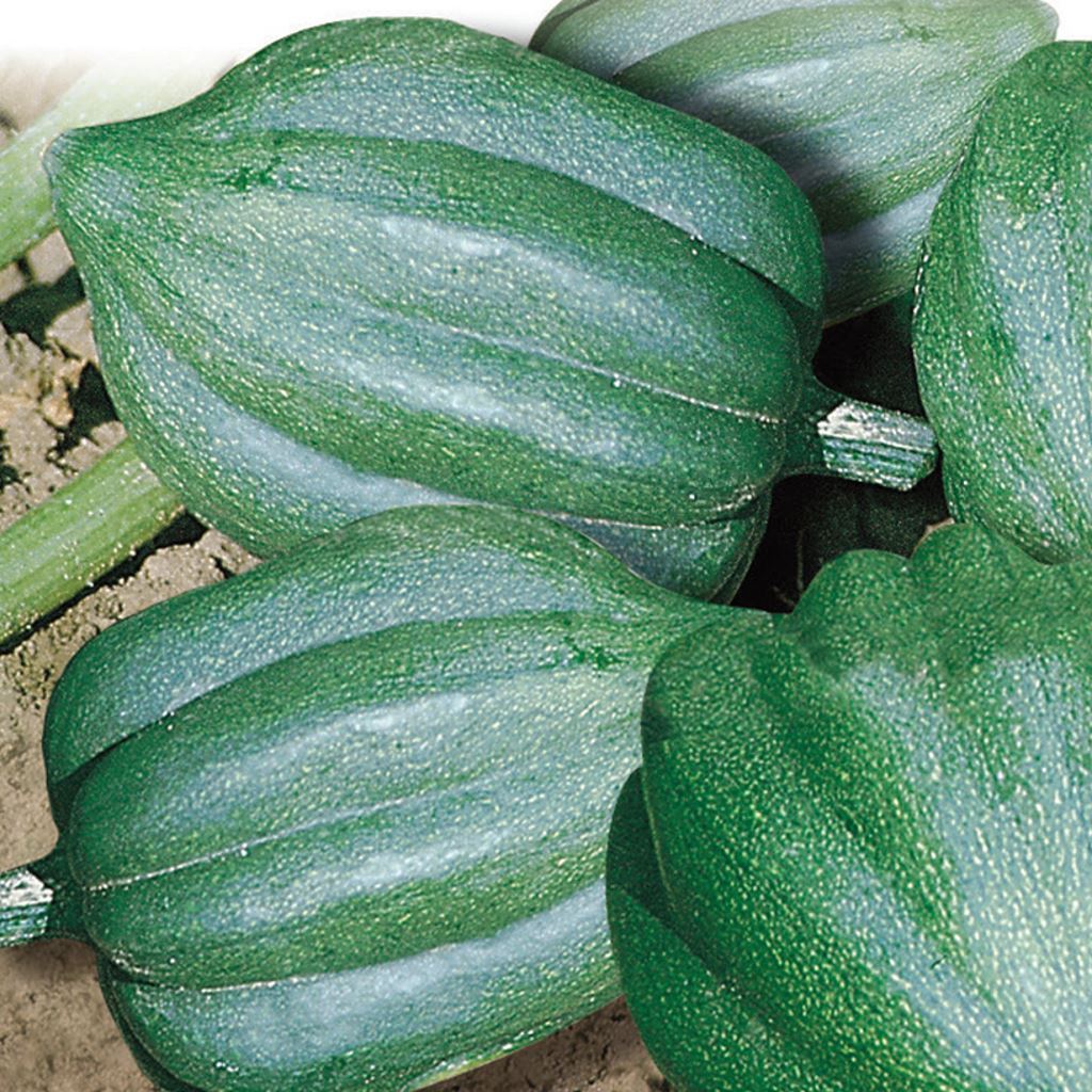 Squash Seeds, Table Queen