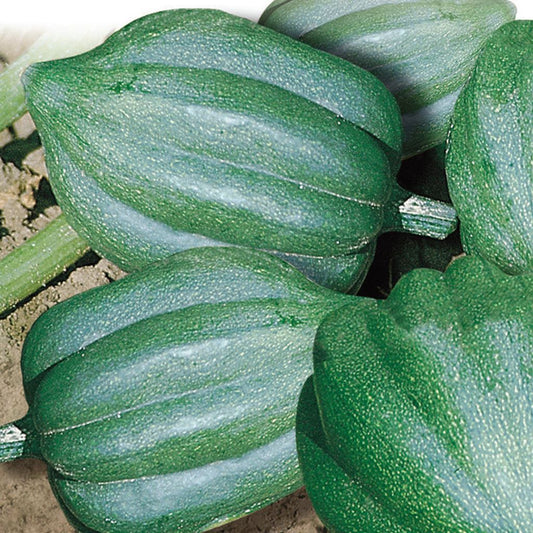 A group of green, acorn-shaped squash with smooth thin skin, closely resembling a large green acorn with a hard shell pointed at the blossom end.