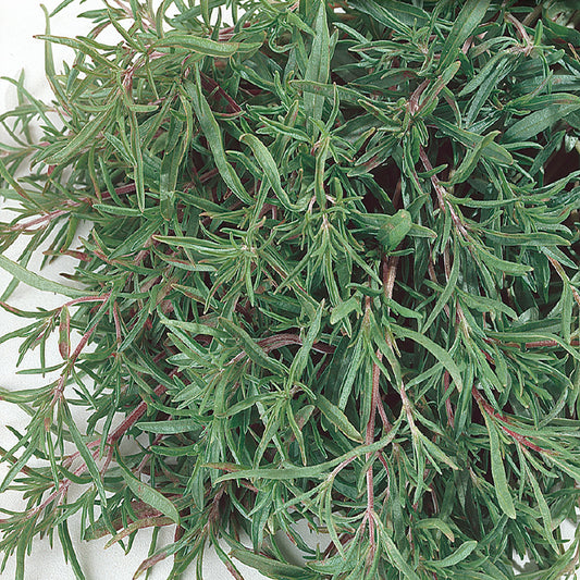 A close-up image of summer savory herb leaves showing their green color and needle-like texture.