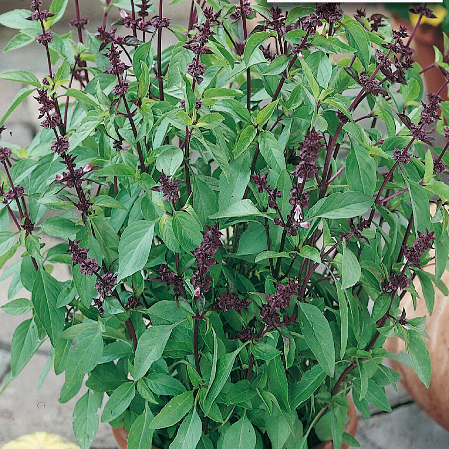 A basil plant with green leaves and purple flowers.