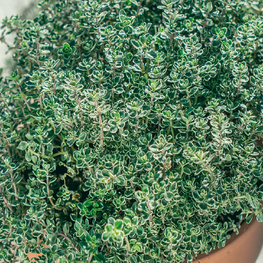 A close-up image of a thyme plant with tiny grey-green leaves.