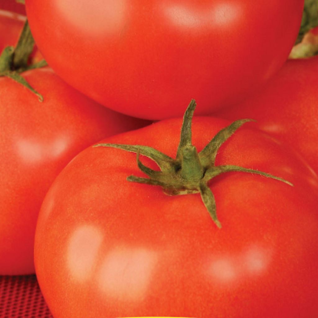 Tomato Seeds, Better Boy Hybrid