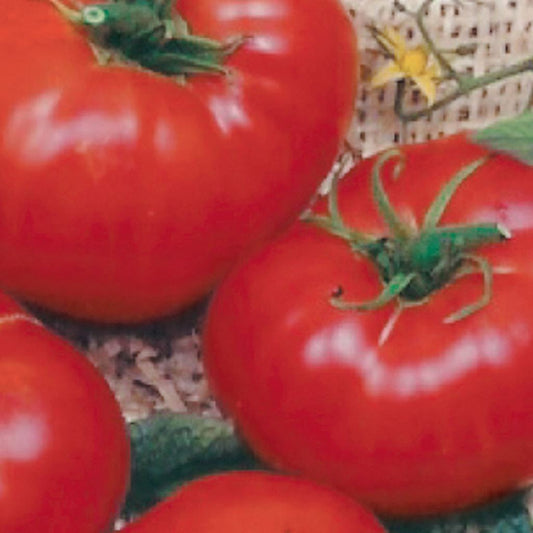 A cluster of ripe, red Brandywine tomatoes.