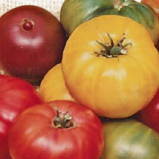 A variety of heirloom tomatoes including red, yellow, and green tomatoes with a mix of colors, some with a smooth skin and others with a slightly ridged texture.