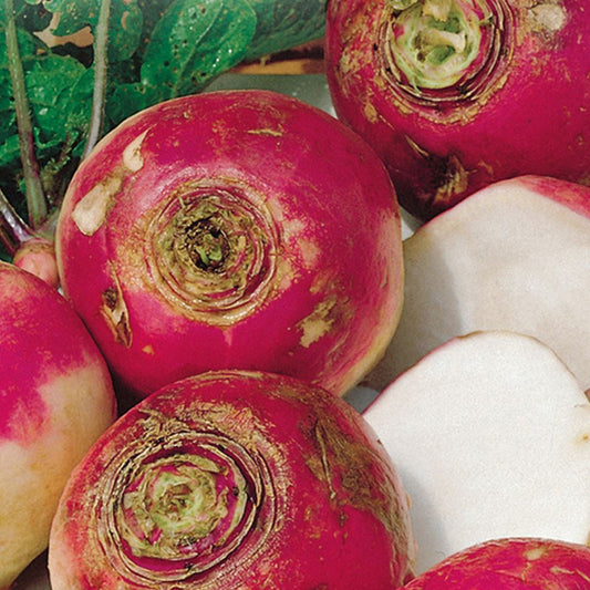 A group of turnips with white globes and purple tops, freshly harvested and displayed.